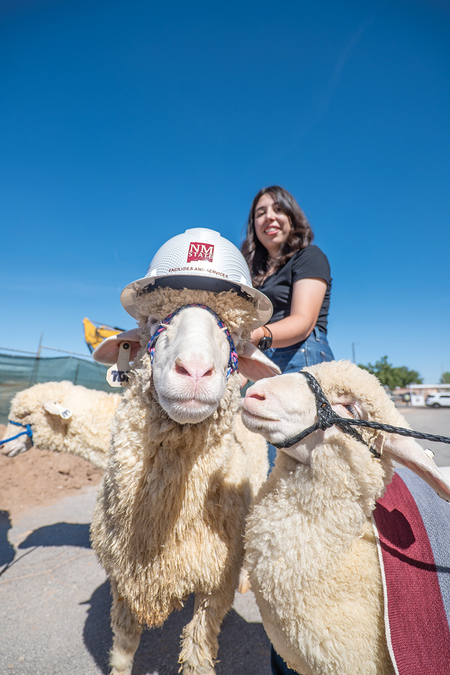 Sheep from ACES college